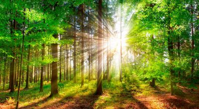 Servizio di Pulizia e Igiene Ambientale da eseguirsi su immobili in gestione di “ARIF PUGLIA – Agenzia Regionale Attività Irrigue e Forestali” aventi sede in vari comuni sul territorio della Regione Puglia.