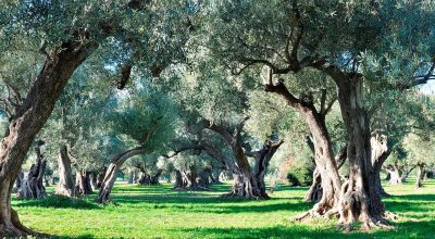 Al via l’iter di ristoro xylella per gli anni 2018 e il 2019 per la Provincia di Taranto