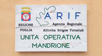 Mandrione