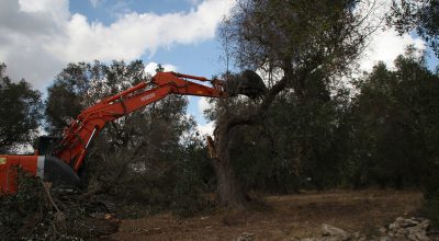 Lotta senza sosta alla Xylella