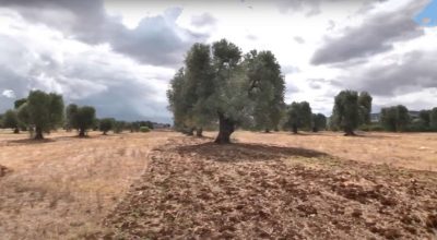 Xylella, tutte le fasi del monitoraggio