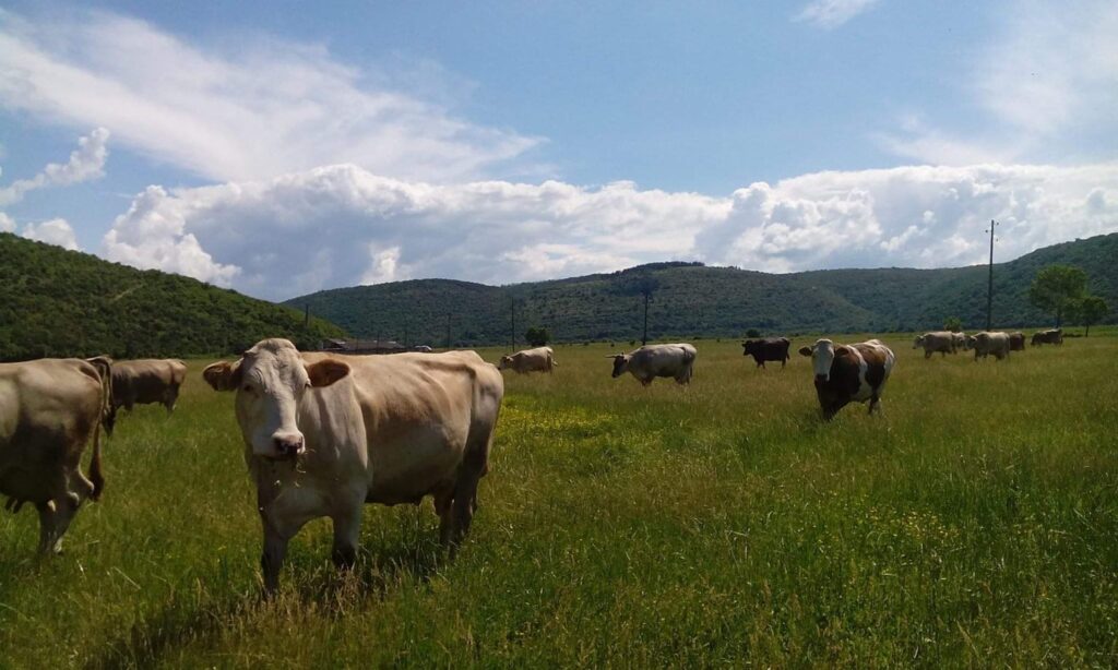 Attività pascoliva nel Demanio Forestale Regionale